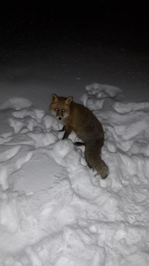 Snowhite Jahorina Villa Eksteriør billede